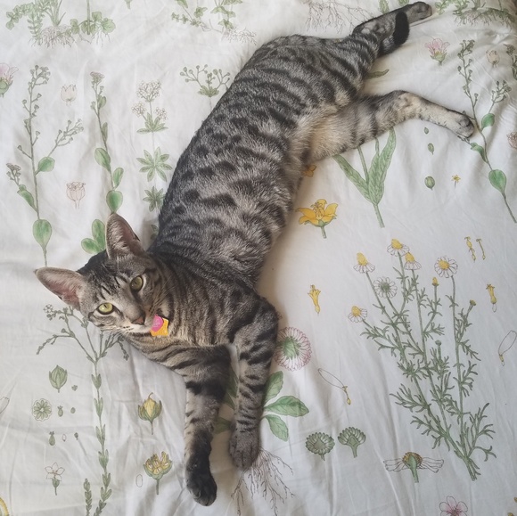 ๐POSH AMBASSADOR ๐ - Picture 3 of 5